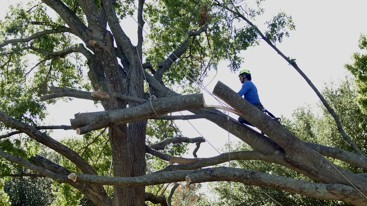 Professional Crown Thinning performed by certified arborists in Woodbury